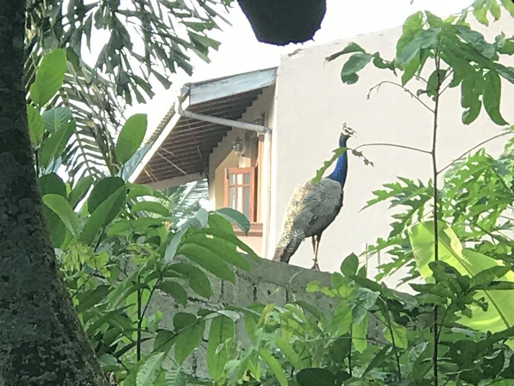 Mount Nature Villa Hikkaduwa Værelse billede